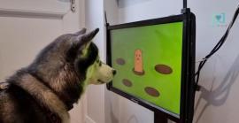 Joipaw, la primera videoconsola per a gossos que combat la demència canina