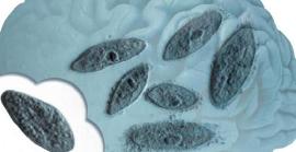 6 curiositats sobre l'ameba menjacervells