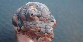 Descoberta una serp amb tres ulls a Austràlia