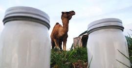 La llet de camell redueix la inflamació de la diabetis tipus 2