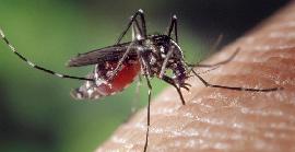 Les 5 malalties més perilloses transmeses per mosquits