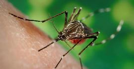 7 remeis casolans per repel·lir els mosquits