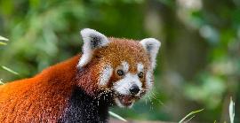 El panda vermell de l'Himàlaia entra a la llista d'espècies en perill d'extinció