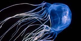 La medusa vespa de mar és l'animal marí més verinós del món