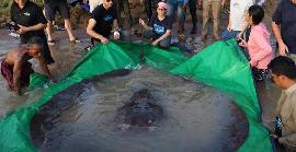 Capturen el peix manta més gran del món a Cambodja