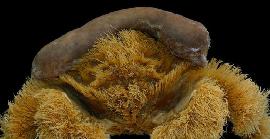 Descobreixen una nova espècie de cranc esponja a Austràlia