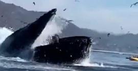 Mira l'impactant vídeo d'una balena empassant-se a dues dones i després les vomita