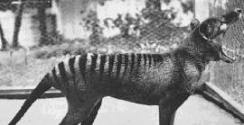 Científics australians volen ressuscitar a l'extint tigre de Tasmània