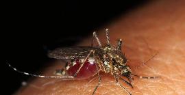 26 d'agost: Dia Internacional contra el Dengue