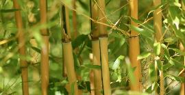 Dia Mundial del Bambú: 5 curiositats que et sorprendran