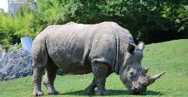 Dia Mundial del Rinoceront: 5 curiositats dels rinoceronts