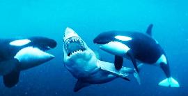 Un impactant vídeo mostra com 2 orques ataquen a un tauró blanc