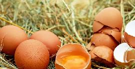 Dia Mundial de l'Ou, 5 beneficis de menjar ous