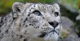 23 d'octubre: Dia Internacional del Lleopard de les Neus
