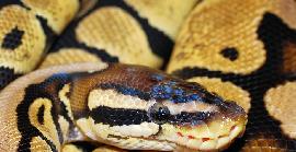 Una serp pitó de 6 metres es menja a una dona a Indonèsia