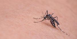 6 de novembre: Dia del Paludisme a les Amèriques