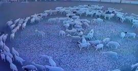 Misteri: centenars d'ovelles caminen en cercle des de fa 15 dies a la Xina