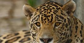 29 de novembre: Dia Mundial de la Conservació del Jaguar