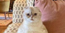 Olivia Benson, la gata de Taylor Swift és la tercera mascota més rica del món