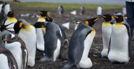20 de gener: Dia de Conscienciació pels Pingüins