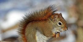 21 de gener: Dia Mundial de l'Esquirol