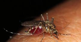 30 de gener: Dia Mundial de la Malalties Tropicals Desateses