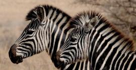 31 de gener: Dia Internacional de la Zebra