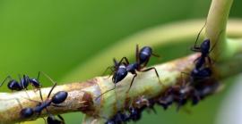 Un estudi descobreix que les formigues poden detectar l'olor del càncer en l'orina