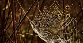 Científics xinesos aconsegueixen superar al kevlar amb seda d'aranya genèticament modificada