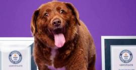 Mor als 31 anys Bobi, el gos més vell del món