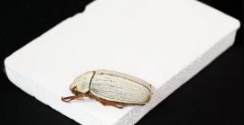 Desenvolupen rajoles ceràmiques que repliquen la blancor de l'escarabat per a desviar la calor