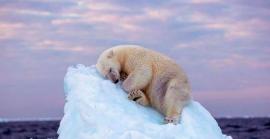 Aquesta imatge d'un os polar dormint sobre un iceberg guanya el principal premi de fotografia de vida salvatge